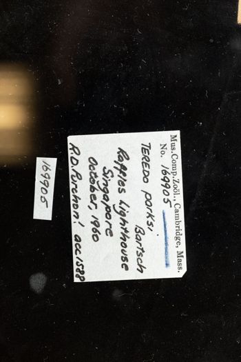 Media type: image;   Malacology 169905 Description: Digital documentation photo of preserved specimen.;